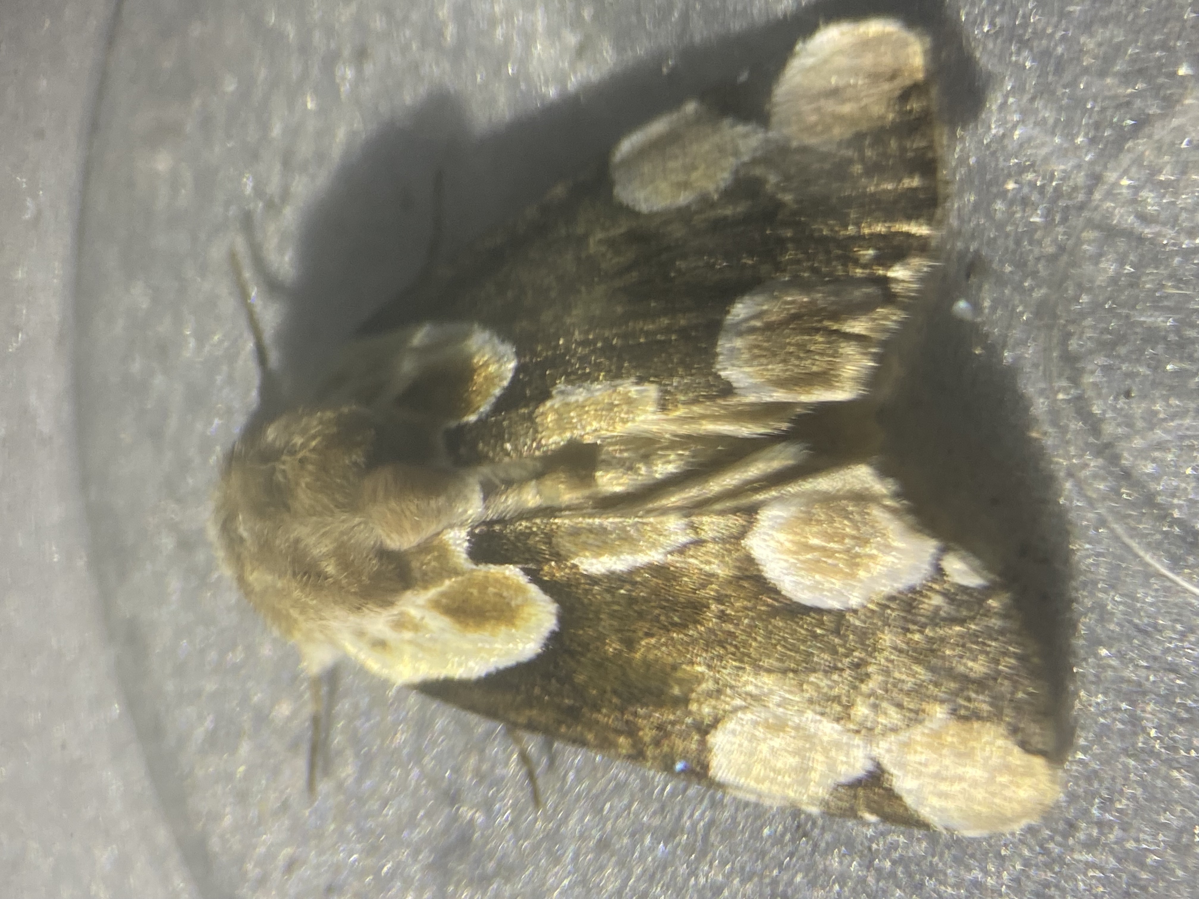 Photo of Peach Blossom (Thyatira batis)